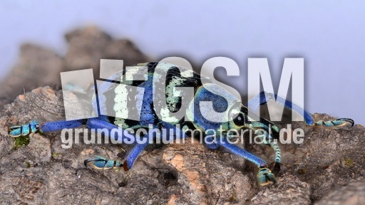 Indonesischer Rüsselkäfer_2.jpg